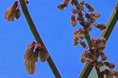 Rumex intermedius