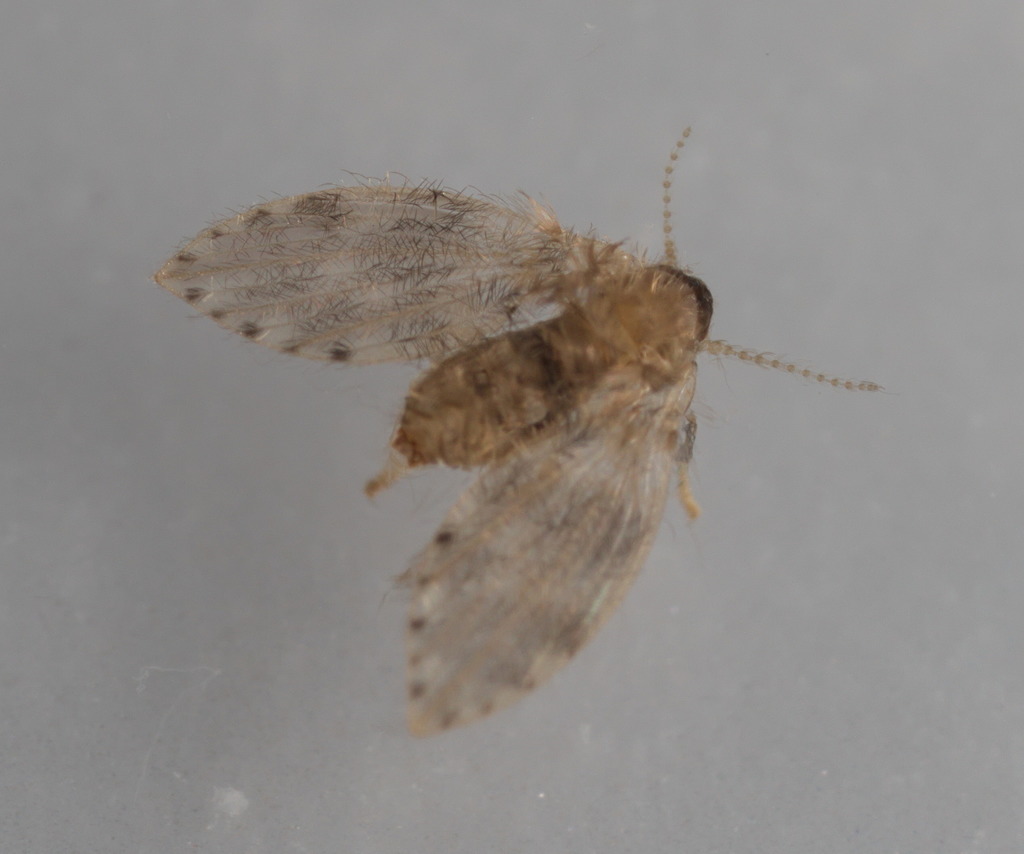 Moth fly