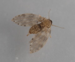 Trickling Filter Fly