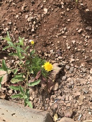 Thymophylla pentachaeta