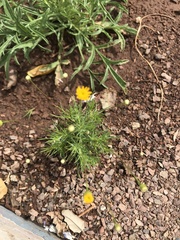 Thymophylla pentachaeta