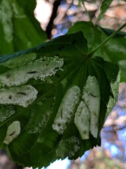 Phyllonorycter issikii