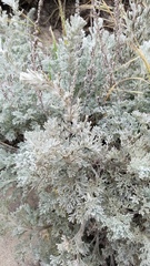 Artemisia pycnocephala