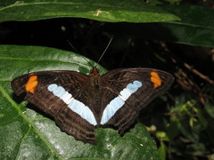 Adelpha iphiclus