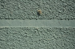 Menemerus bivittatus