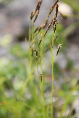 Carex tristis