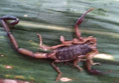 Centruroides chiapanensis