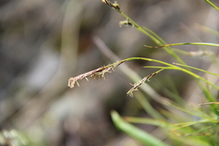 Carex tristis