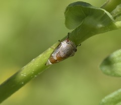 Smiliini
