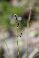 Carex tristis