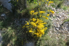 Genista scorpius scorpius