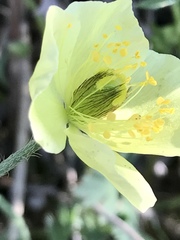 Papaver lapponicum