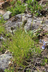 Carex tristis