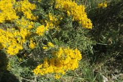 Genista scorpius scorpius