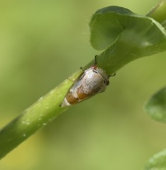 Smiliini