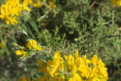 Genista scorpius scorpius