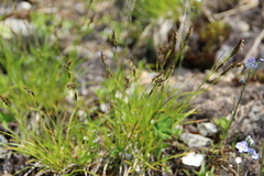 Carex tristis