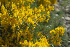 Genista scorpius scorpius