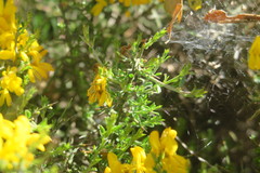 Genista scorpius scorpius