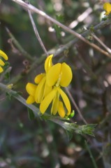 Genista scorpius scorpius