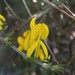 Genista scorpius scorpius - Photo (c) cyllenechatellier, some rights reserved (CC BY-NC), uploaded by cyllenechatellier