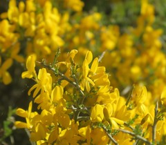 Genista scorpius scorpius