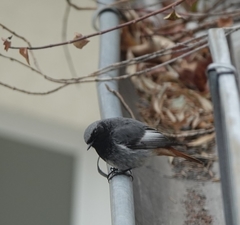 Phoenicurus ochruros