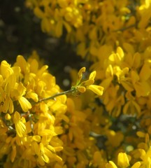 Genista scorpius scorpius