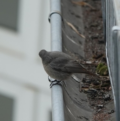 Phoenicurus ochruros