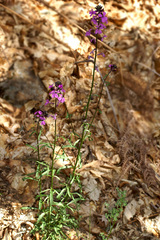 Erysimum lagascae