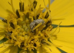 Trigonorhinus limbatus