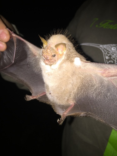Wrinkle-faced Bat