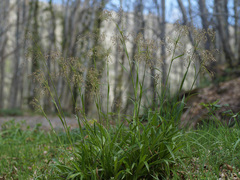 Luzula sylvatica henriquesii