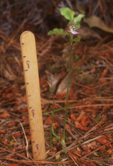 Caladenia bartlettii