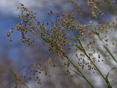 Luzula sylvatica henriquesii