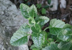 Teucrium flavum flavum