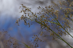 Luzula sylvatica henriquesii
