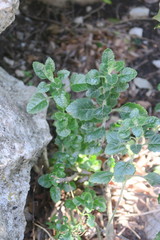 Teucrium flavum flavum