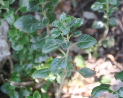 Teucrium flavum flavum