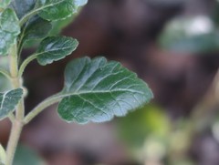 Teucrium flavum flavum
