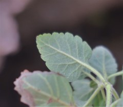 Teucrium flavum flavum