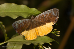 Catocyclotis aemulius