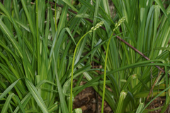 Paradisea lusitanica