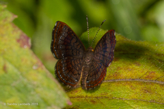 Calephelis braziliensis