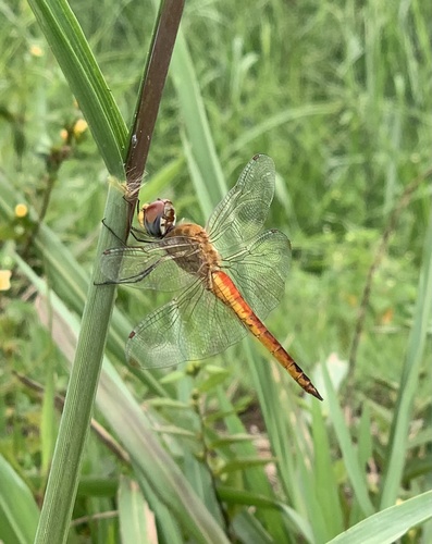 Wandering Glider