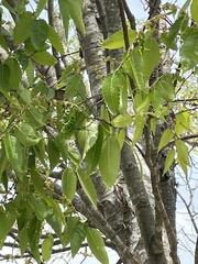 Zelkova