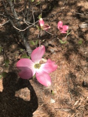 Cornus florida