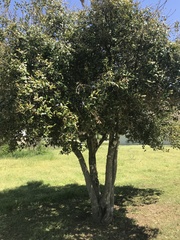 Ilex