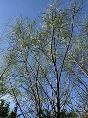 Acacia viscidula