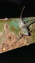 Alfredectes semiaeneus